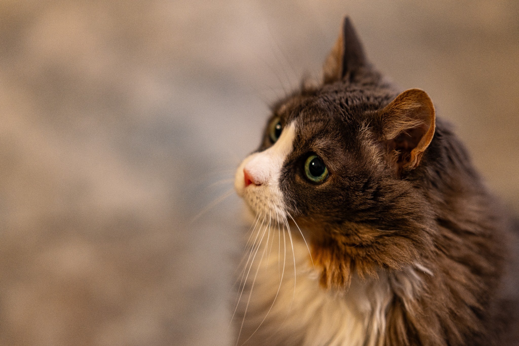 Long-haired cat in profile — photography by Andrew Frady